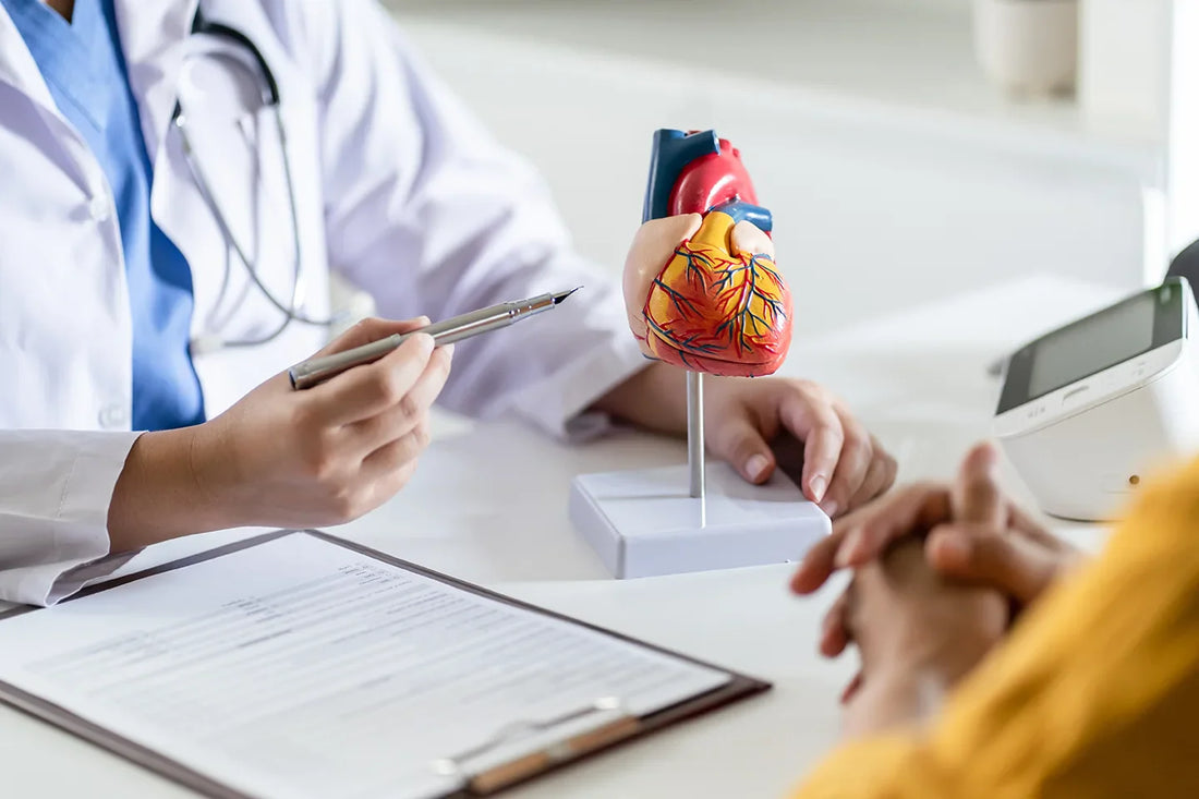 Ärztliche Beratung mit Herzmodell – Erklärung zu Herzgesundheit und möglichen Zusammenhängen mit Stoffwechselerkrankungen