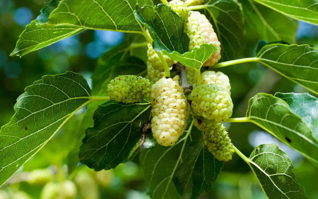 Grüne Maulbeeren als natürliche Unterstützung der Blutzuckerkontrolle